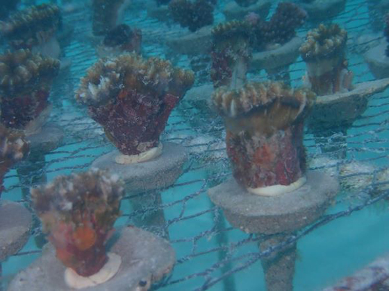 Coral adhered with Pratley Putty. Pics by Chris Barfoot Mark Ziembicki