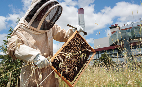 VSSA promotes healthy ecosystem and rich biodiversity