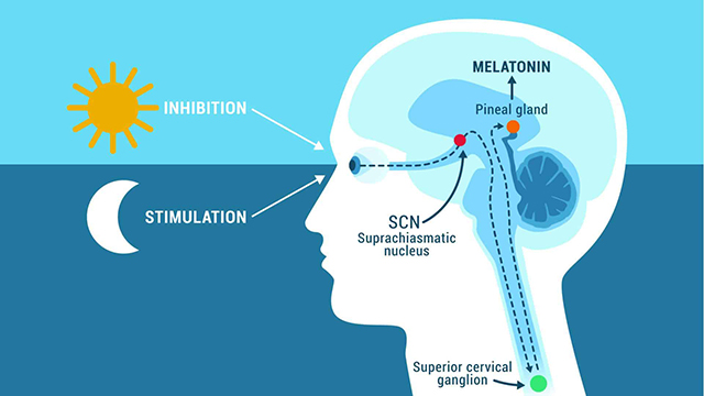 Circadian Light Research Center survey confirms harmful health effects of blue enriched LED light