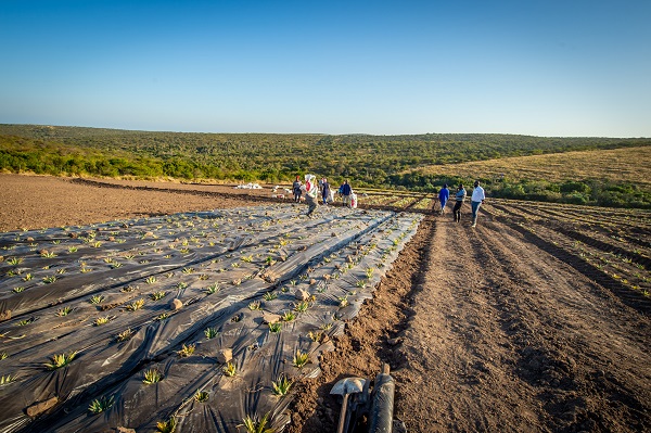 CSIR led biodegradable mulch film trial