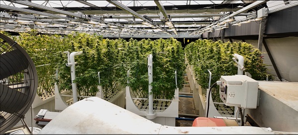 Lighting the way in cannabis cultivation