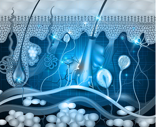 Discovery of a new organ promises a fresh approach to pain relief