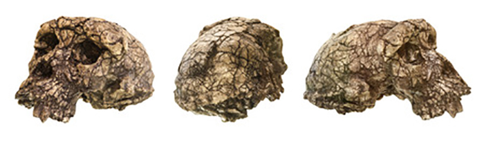 Fossil remains