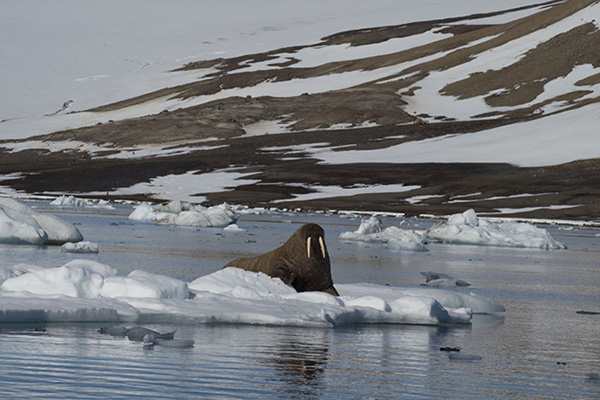When a walrus attacks