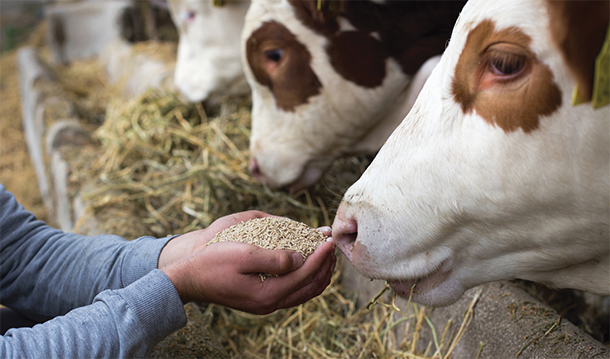 Sappi granted feed safety assurance for pelletin